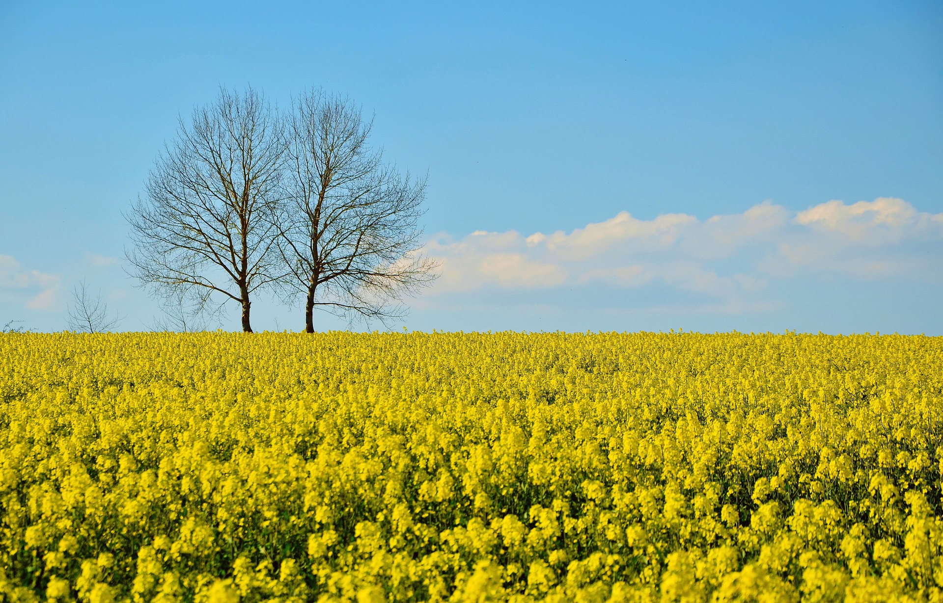 field-of-rapeseeds-3061165_1920.jpg