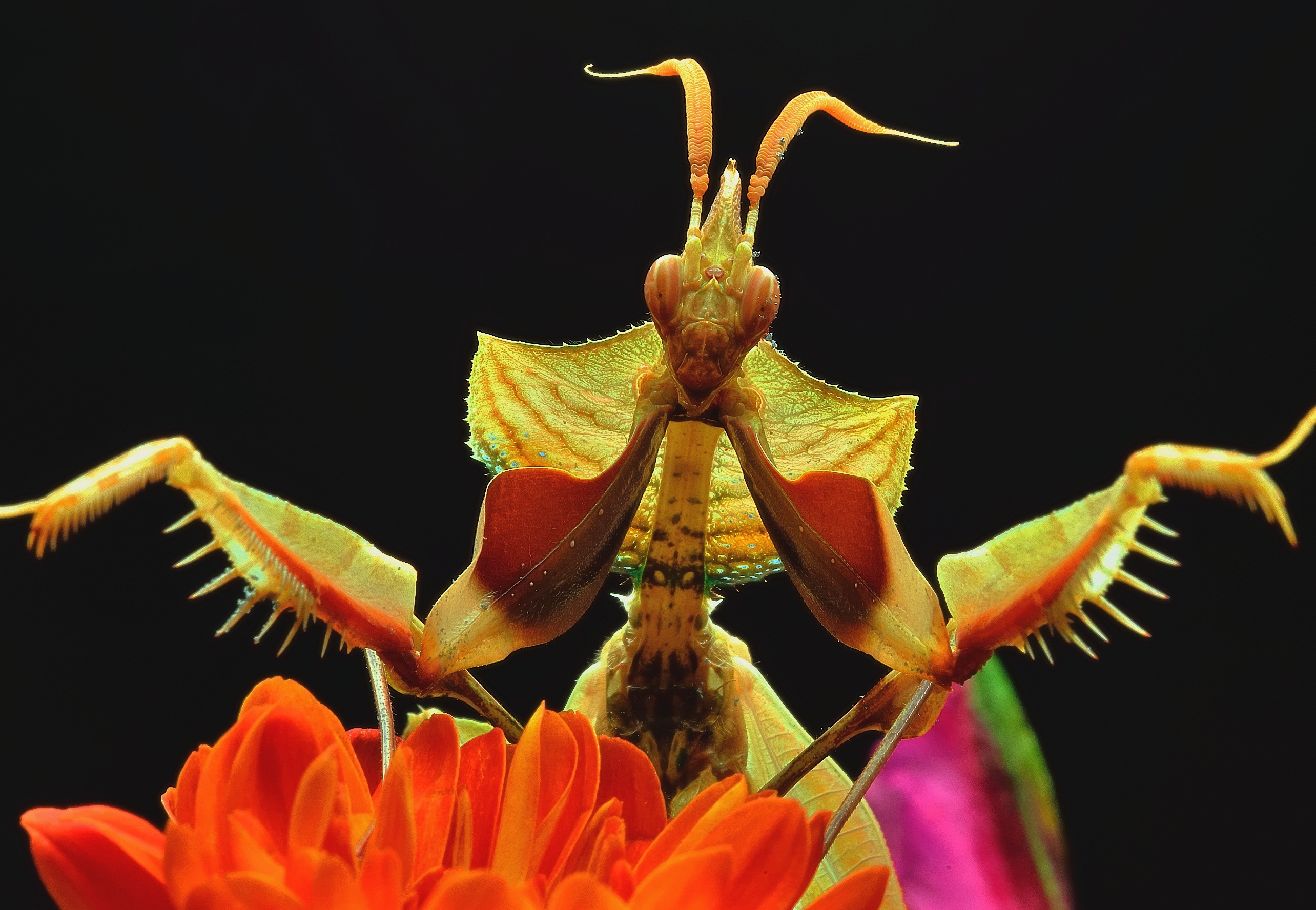 flowers-praying-mantis-macro.jpg