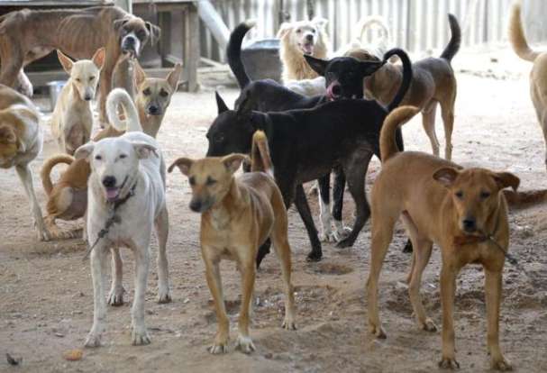 Karnataka's Mudhol Hound to be First Indian Dog Breed Trained For Army ...