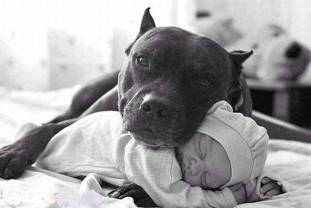 Amstaff and baby.jpg