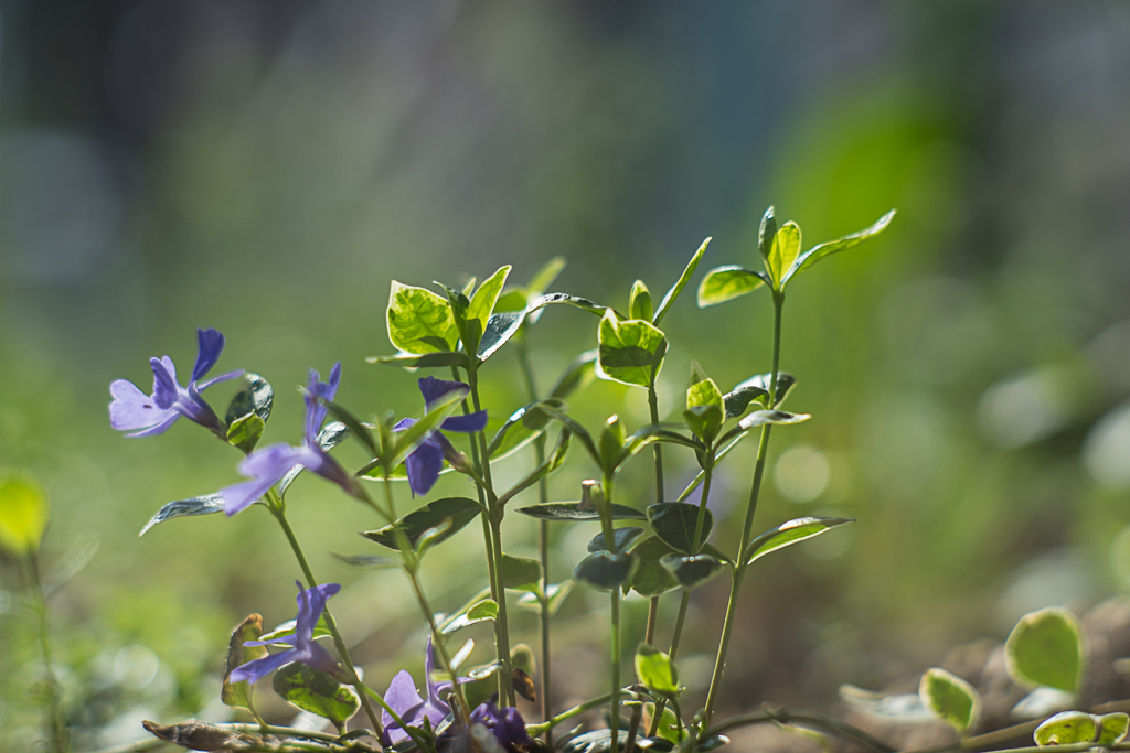 22-04-2018-flowers-04018.jpg
