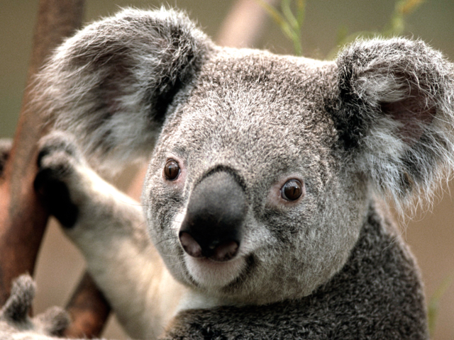 Koala.png