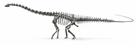 diplodocus skeleton2.jpg