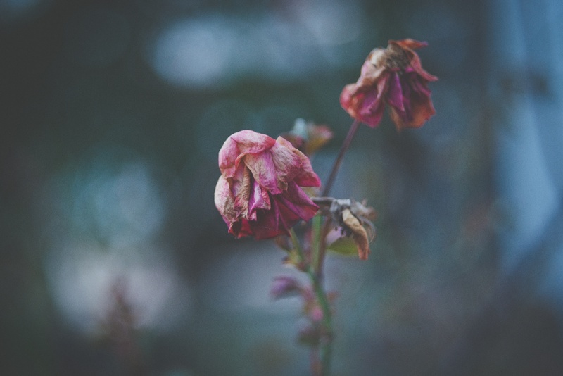 nature-branch-blossom-plant-photography-leaf-186802-pxhere.com (1).jpg