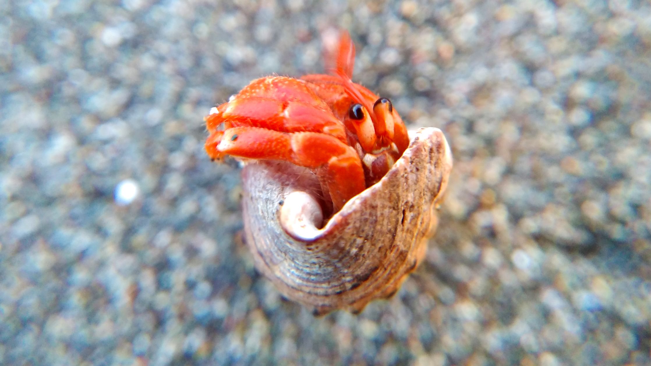 Strawberry Land Hermit Crab Steemit