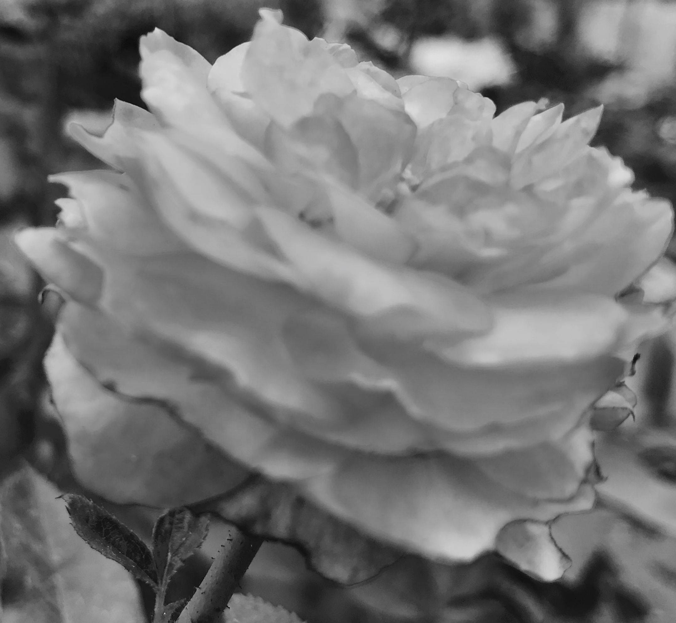 9AE588DD-156E-4251-B7F7-727B04BD0903.jpeg