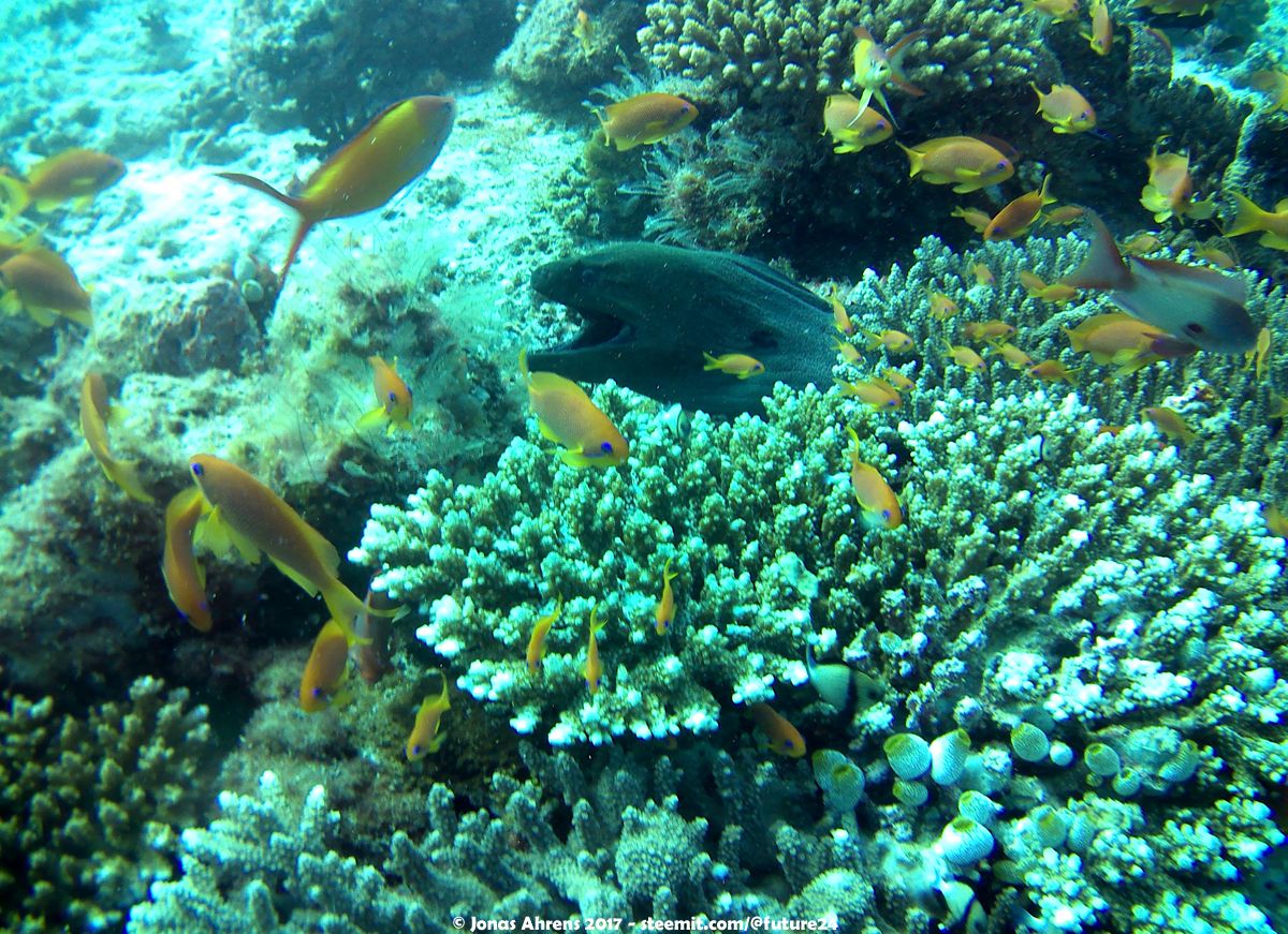 moraine-diving-maldives-south-ari-atoll_02.jpg