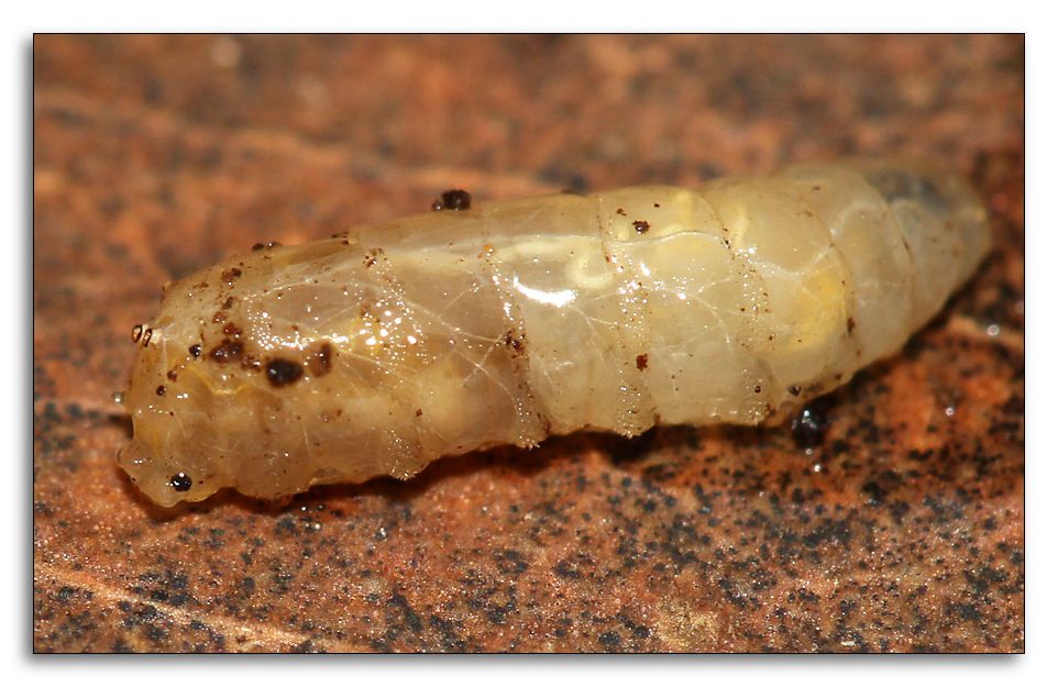 unknown_larva.jpg