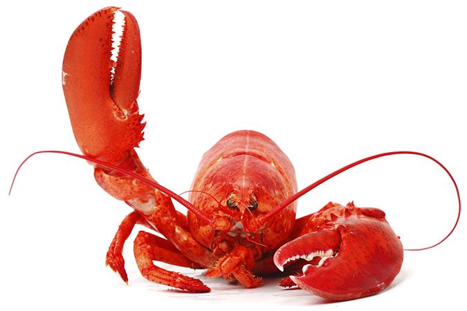 Did You Know Lobsters Blood Is Colorless But When Exposed To Oxygen It Turns Blue Steemit