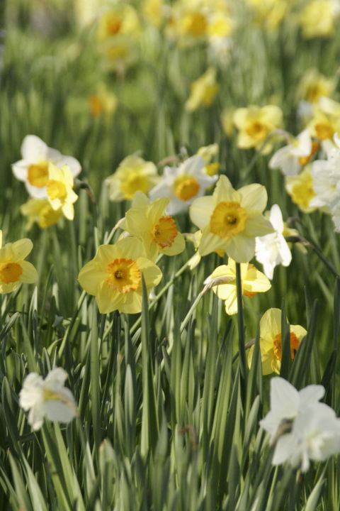 daffodils.jpg