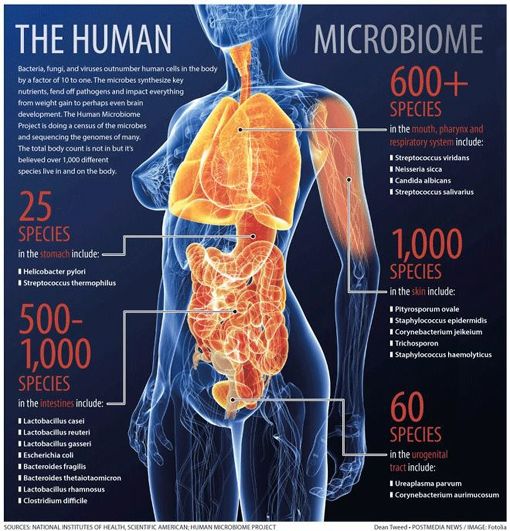 gut biome.jpeg