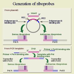 In situ Hybridization.jpg