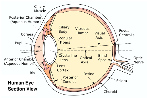 512px-Eyesection.svg.png