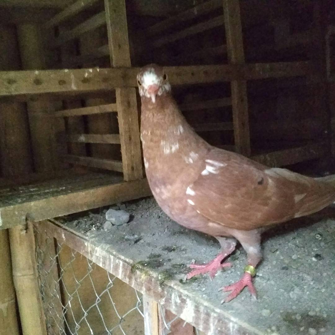 merpati_lubuklinggau_01_2___BX7QekdAKVC___.jpg
