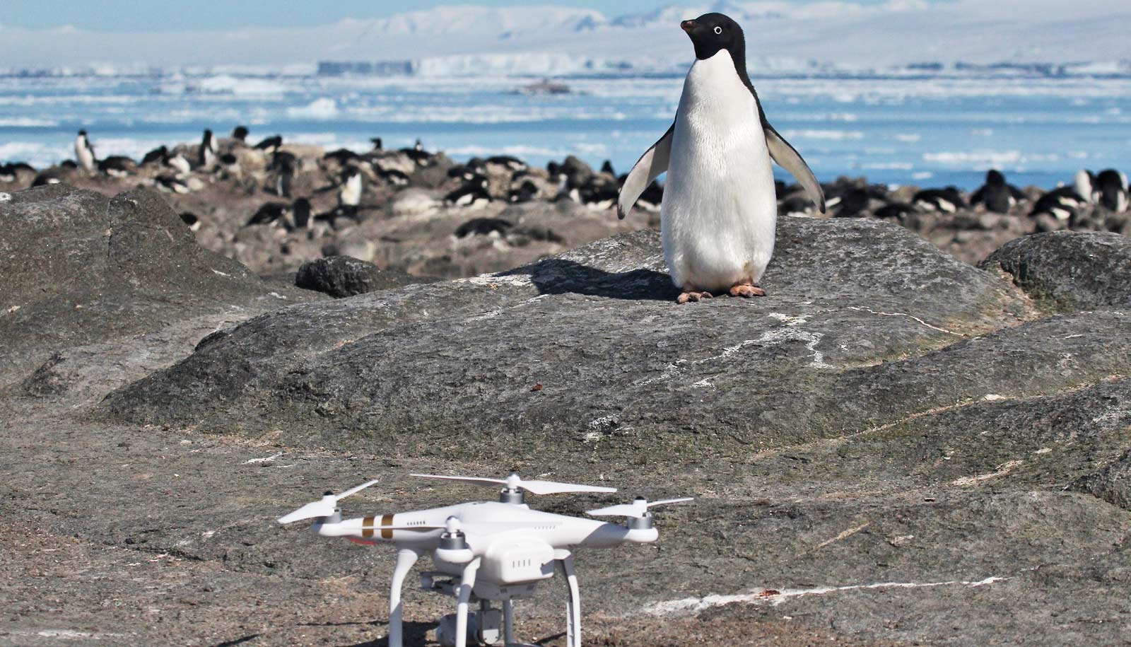penguin_drone_1600.jpg