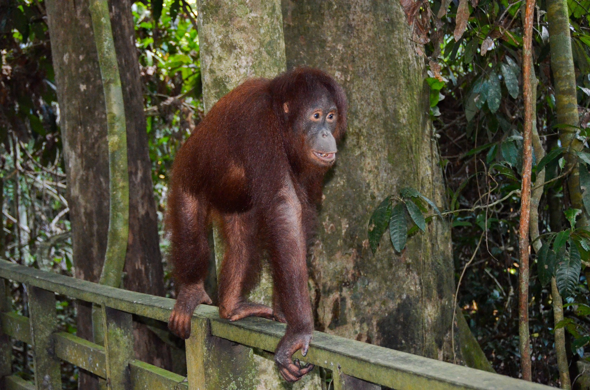 orangutan-2422184_1920.jpg