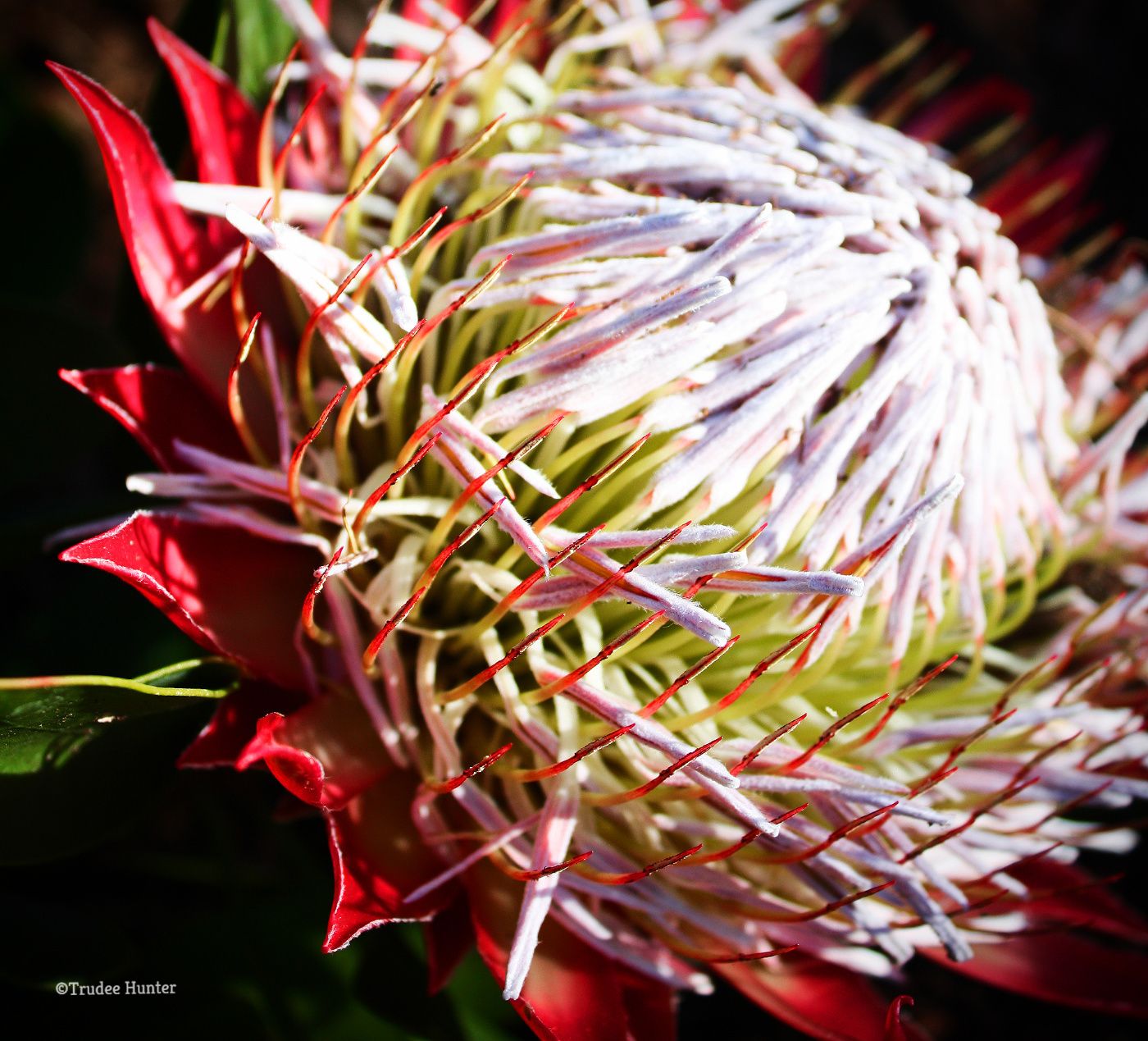 WM rs Protea macro.jpg