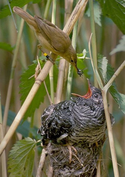 426px-Reed_warbler_cuckoo.jpg