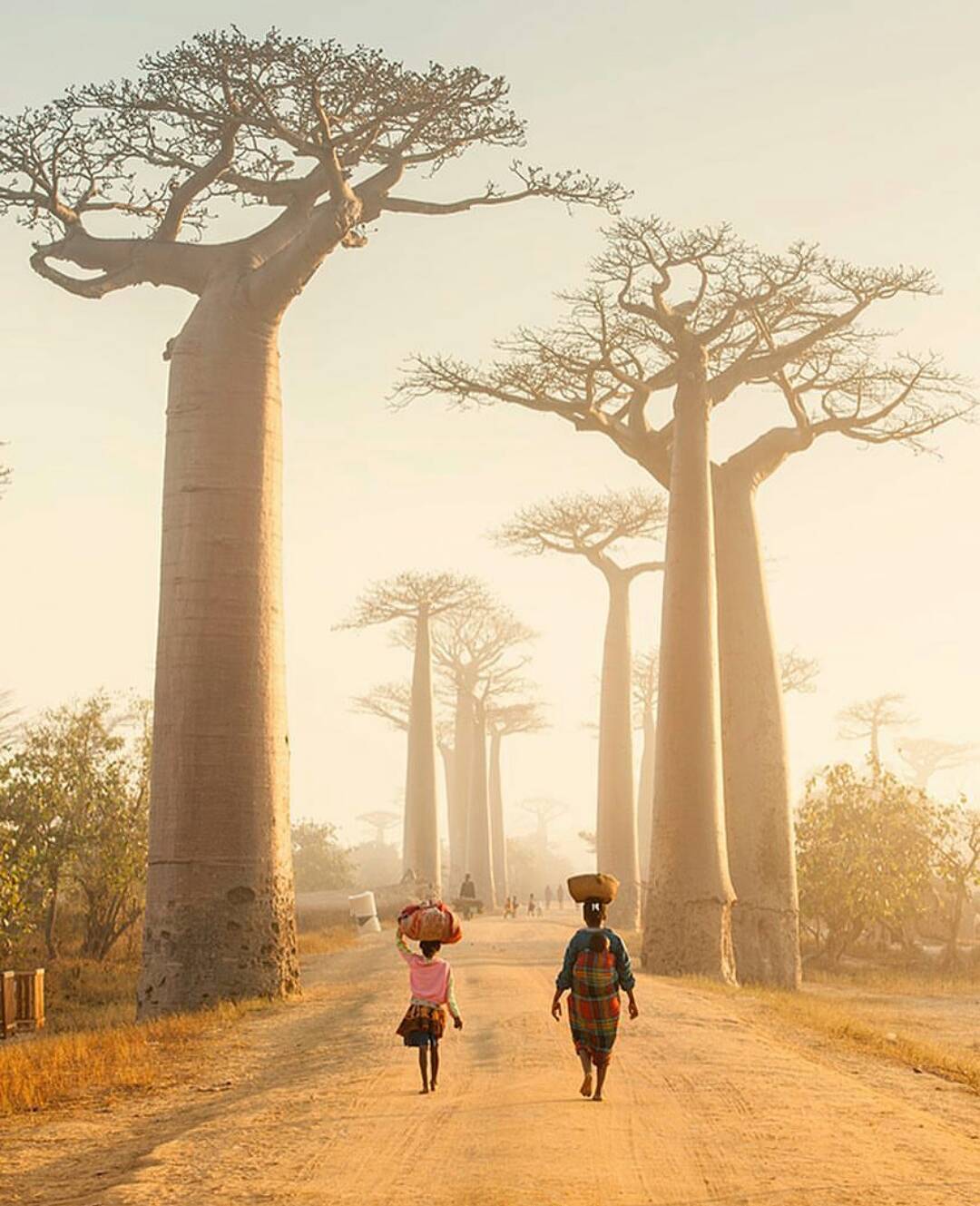 Aleja Baobabów - Madagaskar.jpg