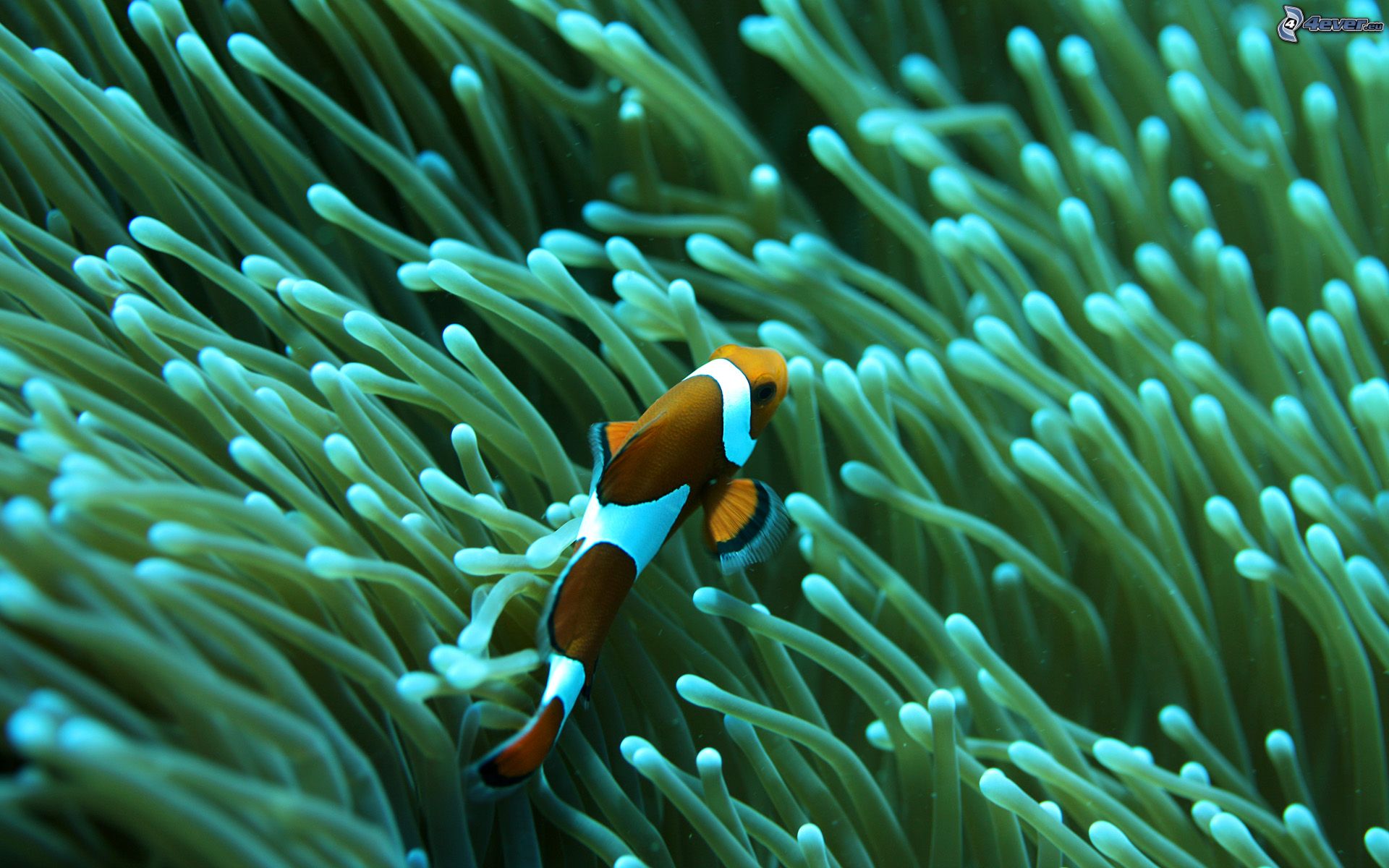 Sea anemones.! ¿Plant or animal? — Steemit