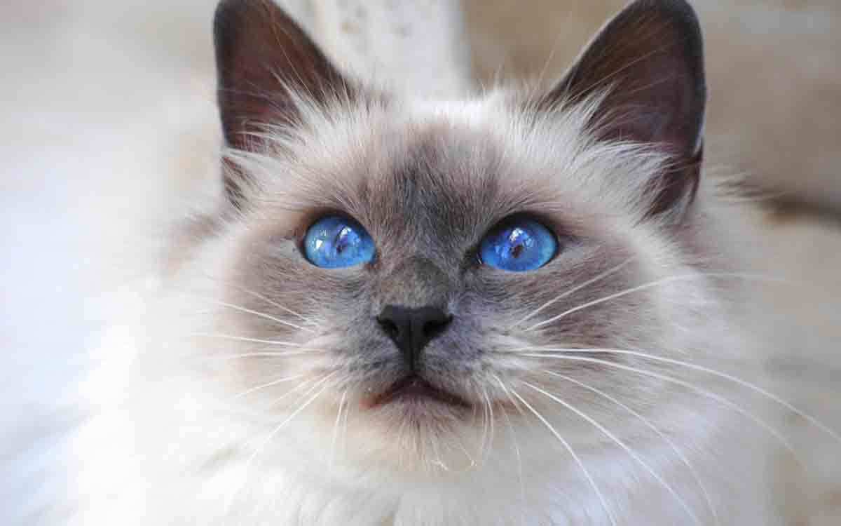 Blue-Eyed-cats-04.jpg