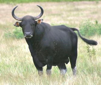 1. banteng.png