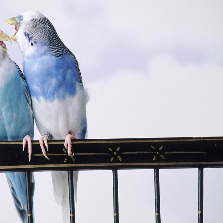 Love Birds Wallpapers 06.jpg