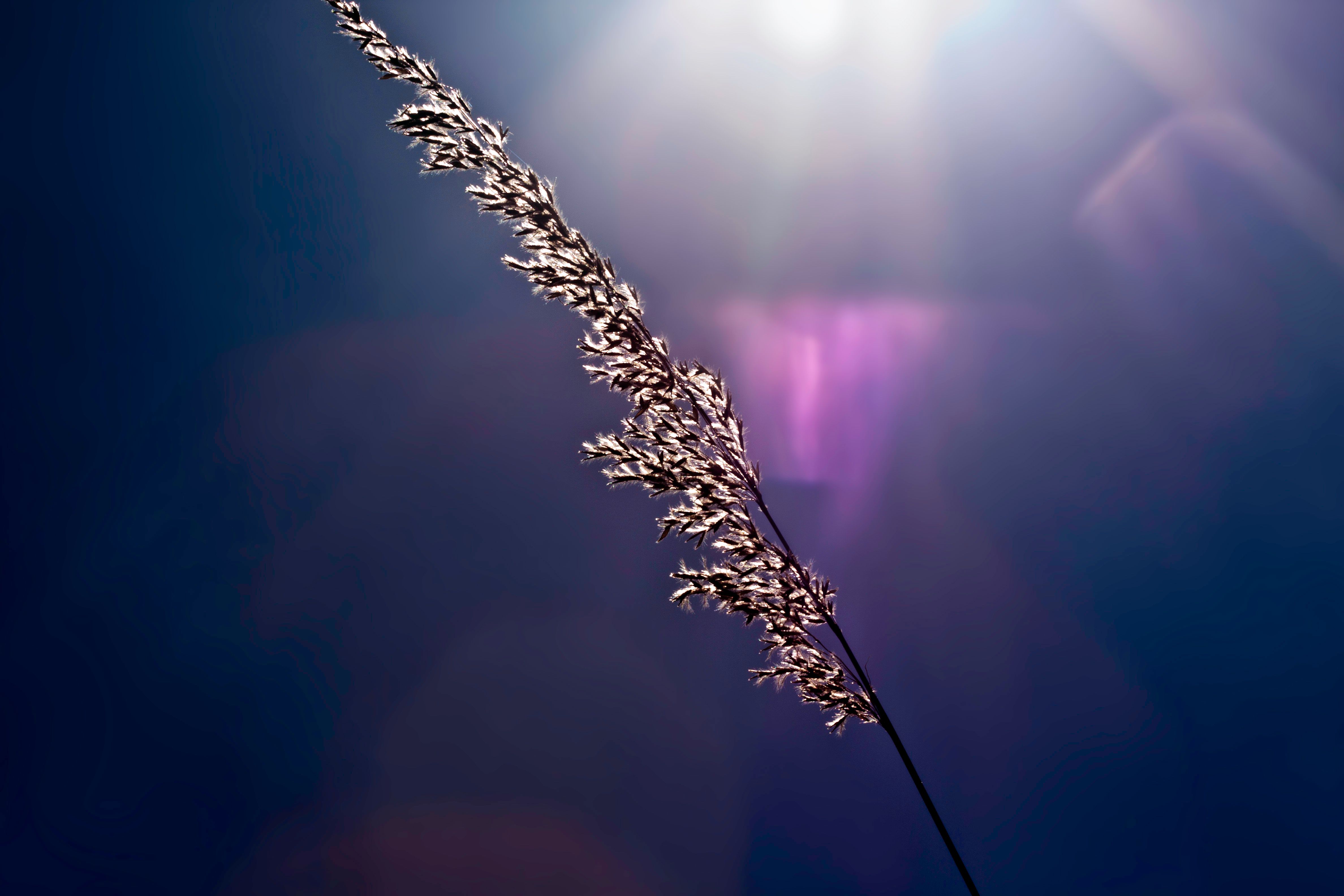 Flare II.jpg