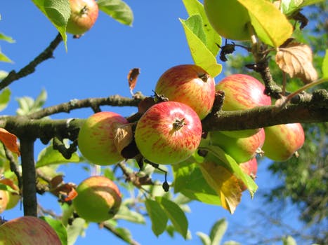 apple-tree-orchard-apfelernte-54629.jpeg