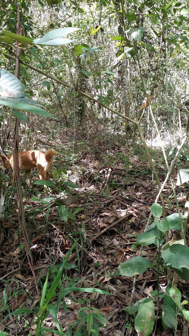 29 - Dog leads the way eucalyptus clearing nature reserve was once a farm.jpg