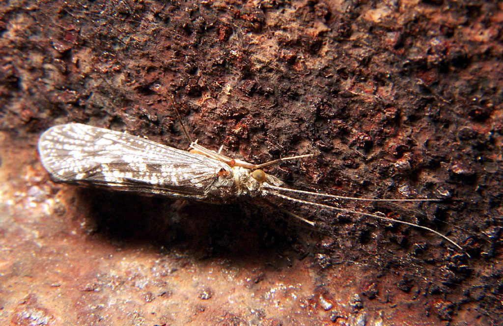 Trichoptera_caddisfly_1.jpg