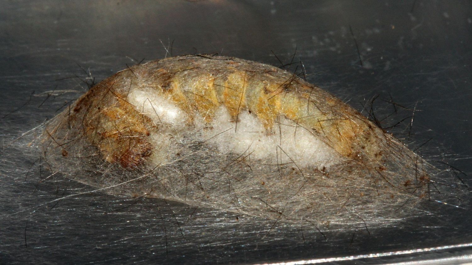 Acyphas semiochrea Cocoon Reared Parasitoids 2017-11-08.jpg