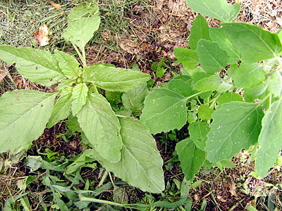 Garden weeds.jpg