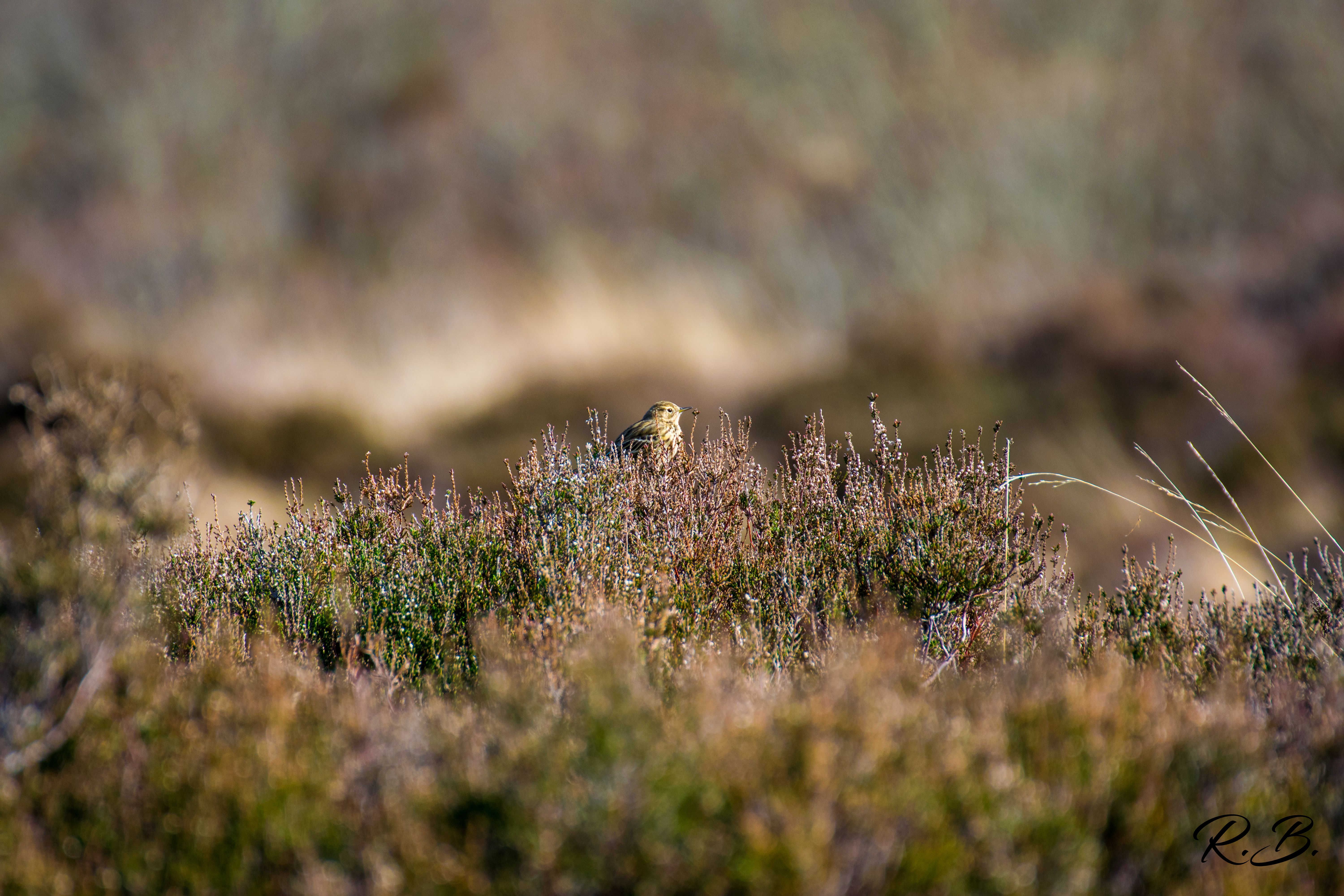 Bird In Heather with mark.jpg