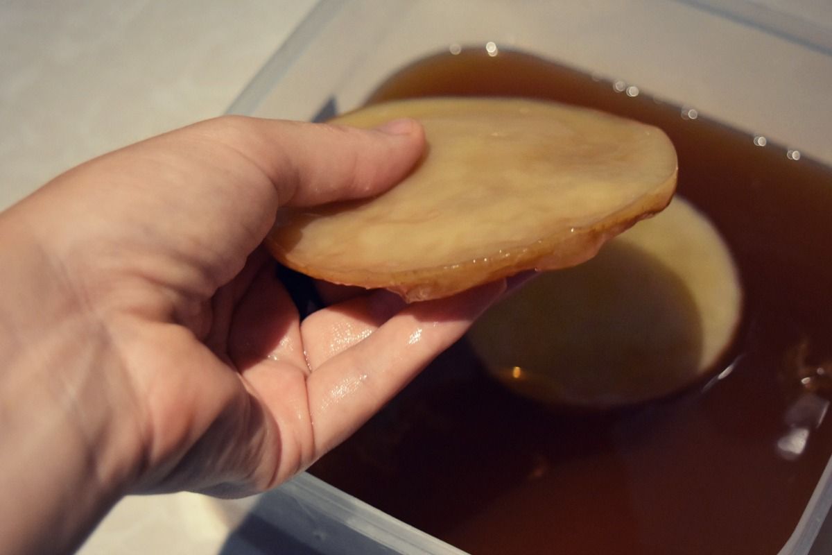 scoby-13.jpg