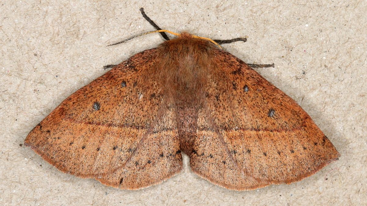 Anthela acuta B BY MV Light Tas 2017-10-03.jpg