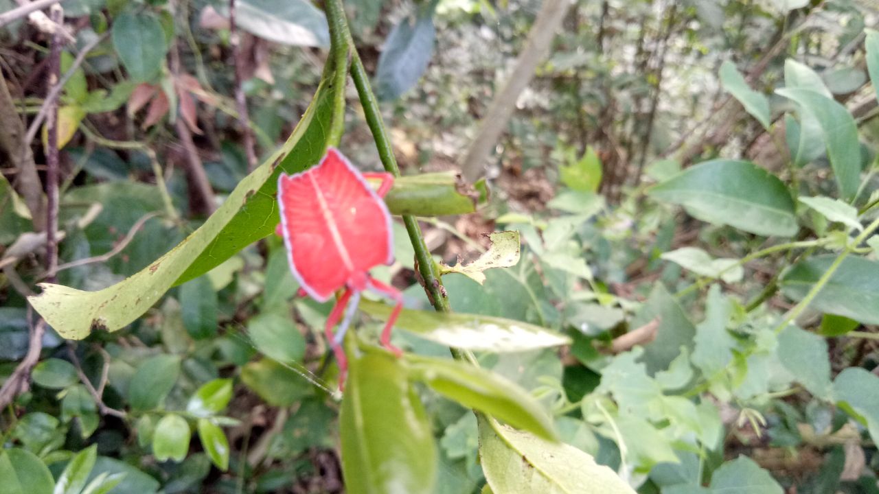 IMG-20180308-WA0003.jpg