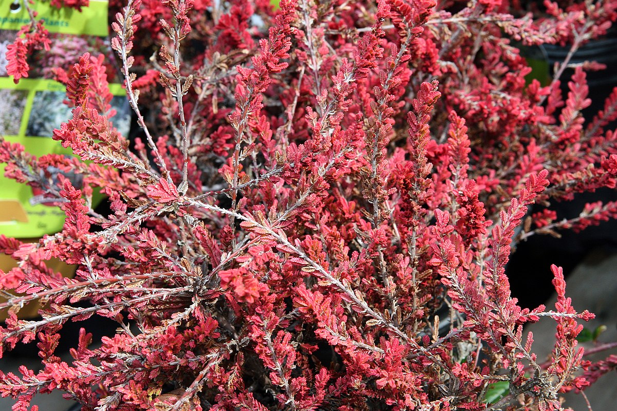 Calluna_vulgaris_Multicolor_3zz.jpg