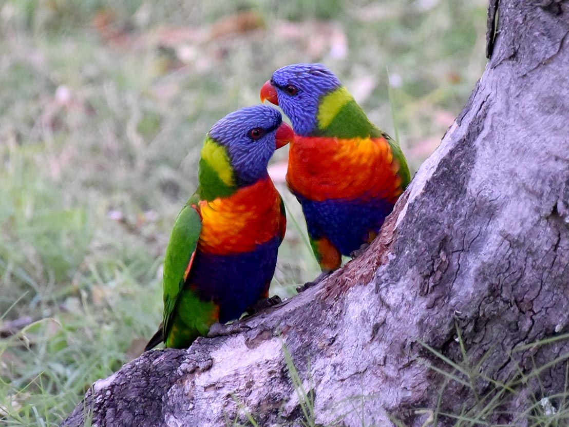 lorikeets 1.jpg