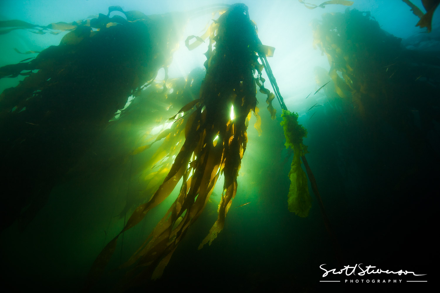 Bull Kelp-1.jpg