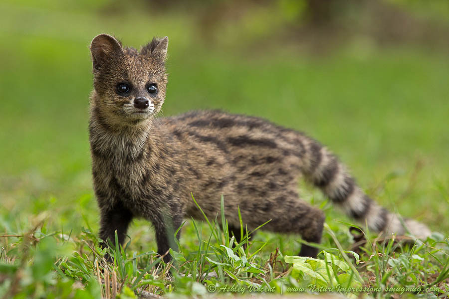 Jenis Jenis Musang Steemit Jenis Jenis Musang Steemit