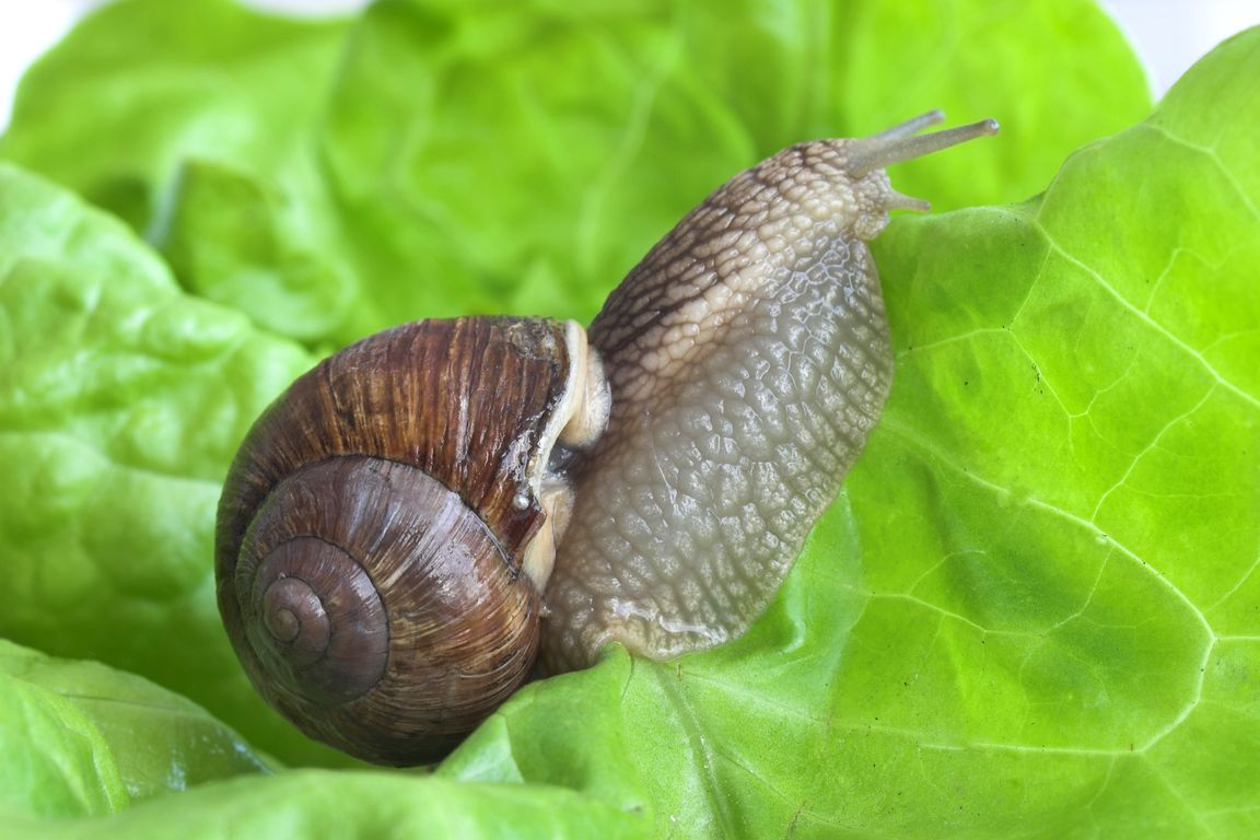 slug snail.jpg