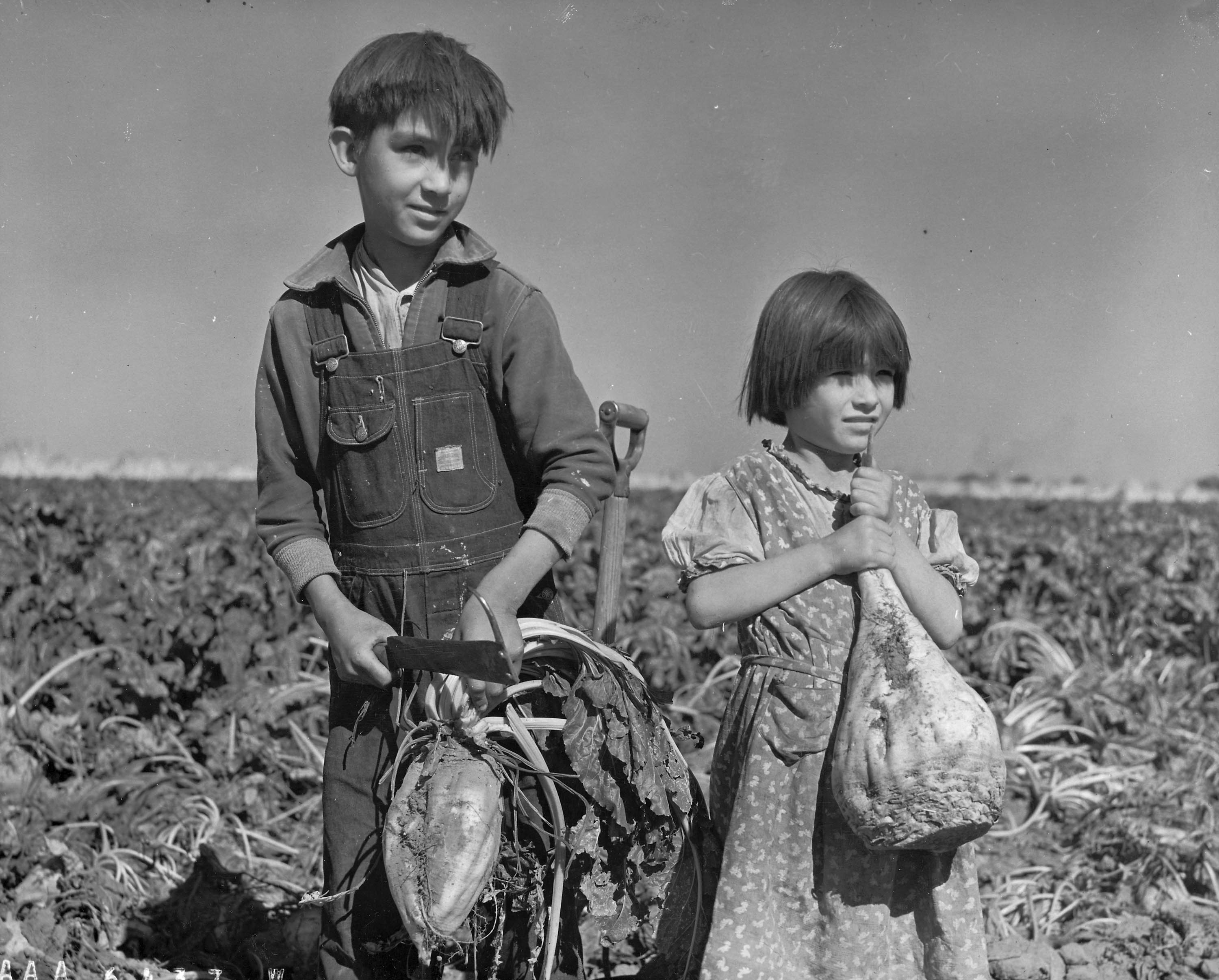 Children_and_Sugar_beets_Nebraska_1940.jpg