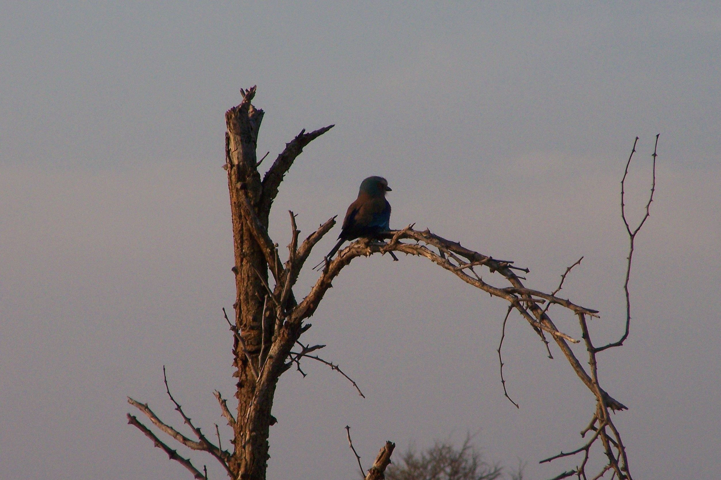 KNP Satara-Lower Sabi 2009 233.JPG