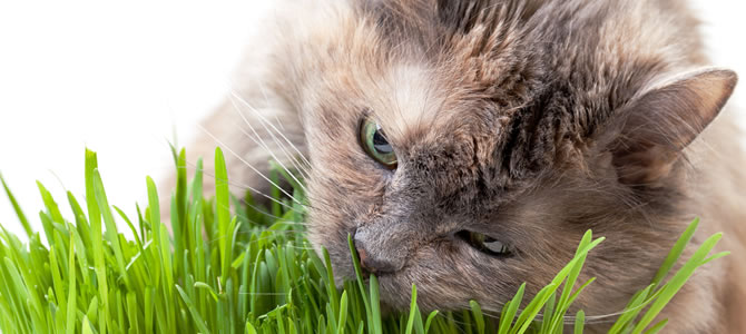 gato-comendo-grama.jpg