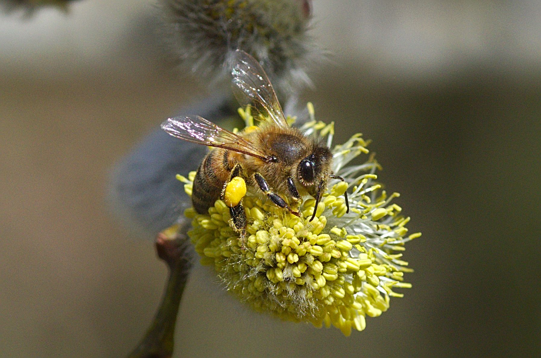 Biene Catkin.jpg