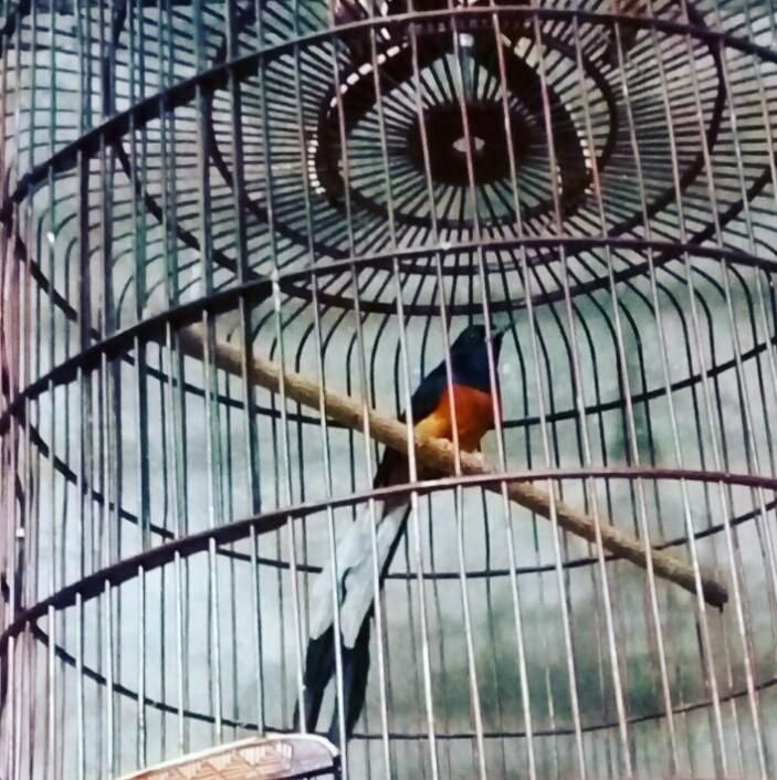 Burung Murai Aceh Masih Menjadi Primadona Para Pecinta Kicau Steemit
