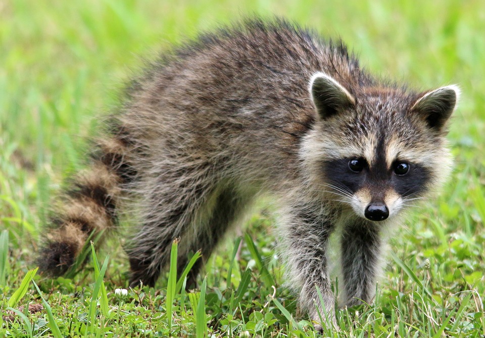 raccoon-1905528_960_720.jpg