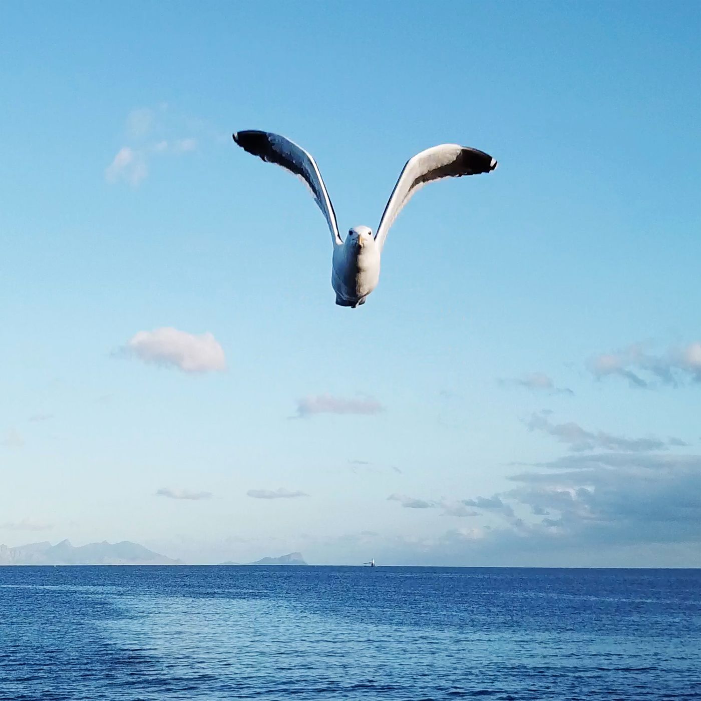 tooclosegull3.jpg