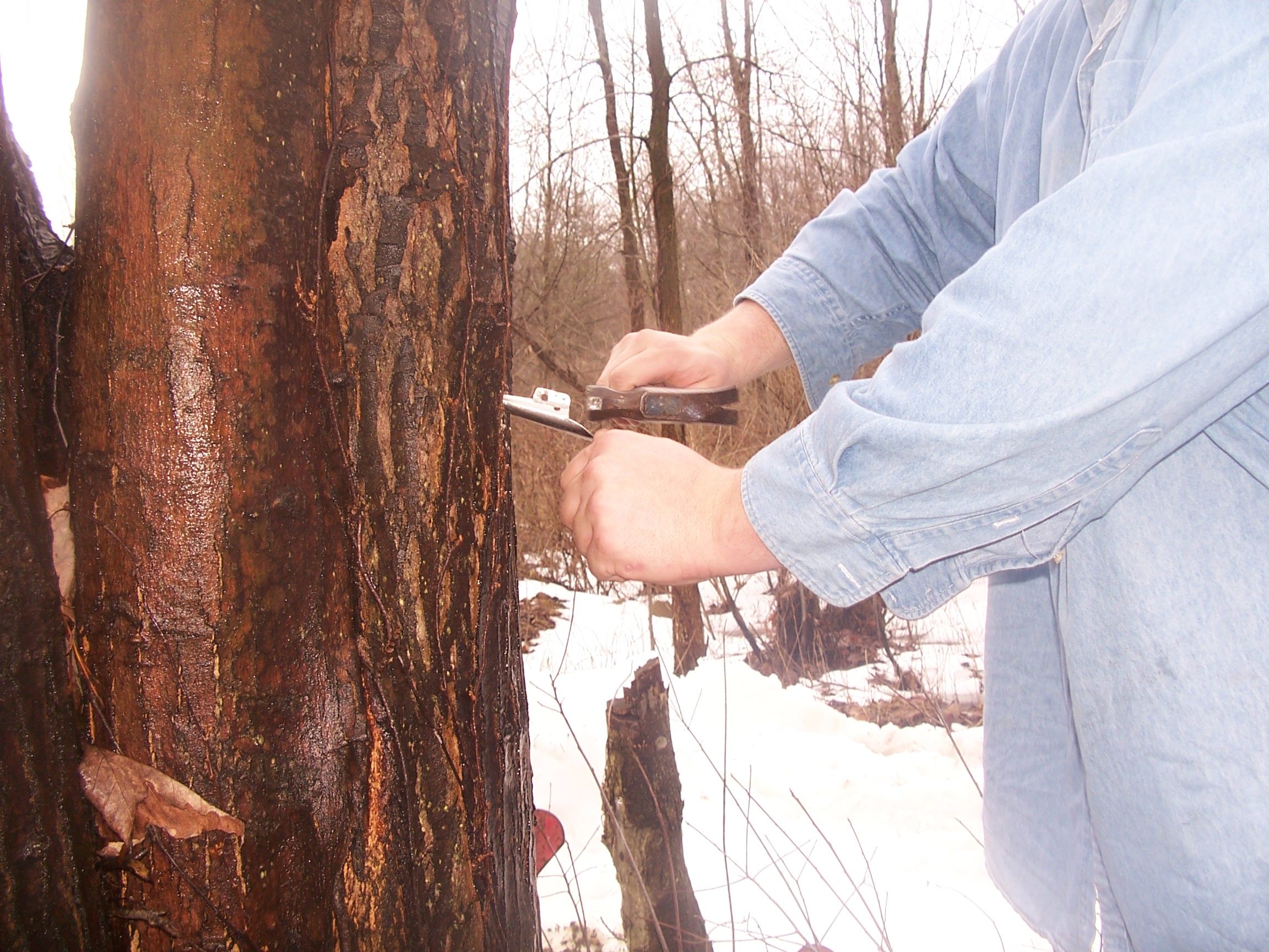 Tapping Maple Syrup 008.jpg